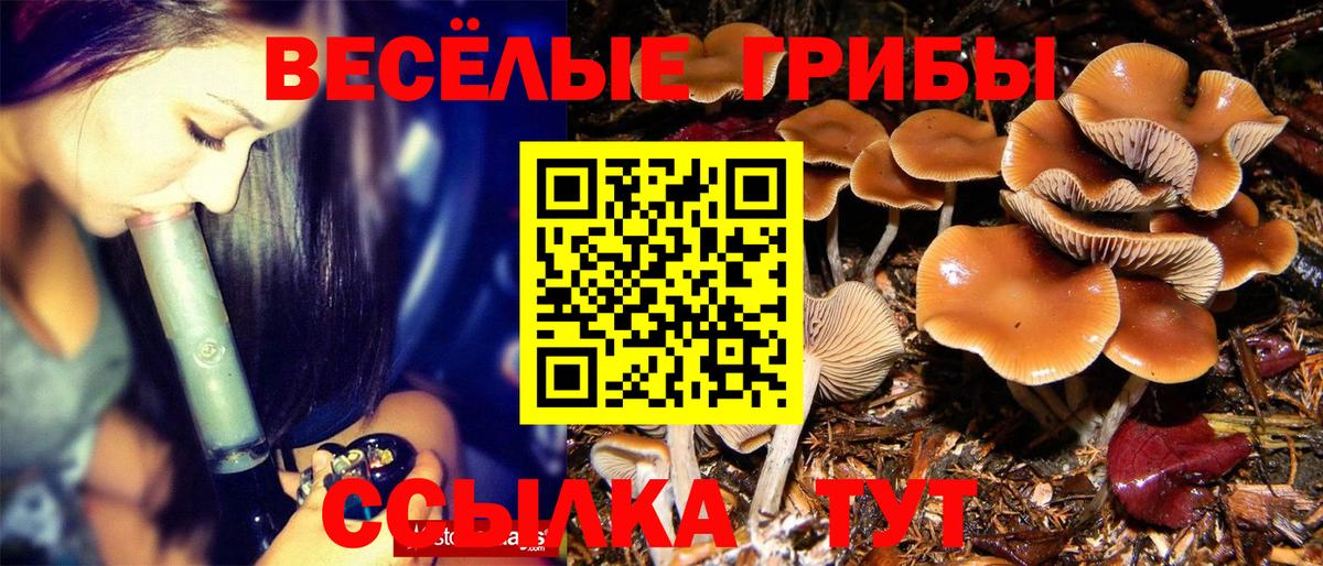 Звенигород  Галлюциногенные грибы Cubensis  Вход с VPN 
